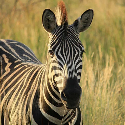 突破网络枷锁：Clash魔法上网的终极指南与深度解析