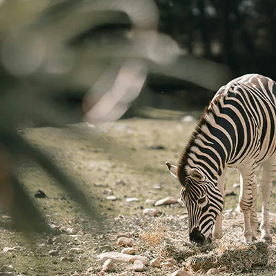 突破边界：IOS科学上网助手的全方位指南与深度体验