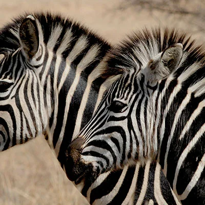 即刻Clash全方位指南：从零开始掌握高效代理工具