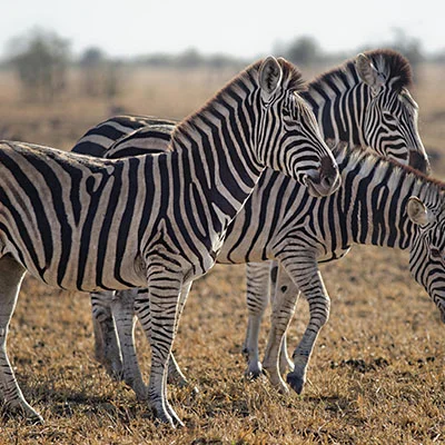 3月15日|18.3M/S，SSR节点/Clash节点/Shadowrocket节点/V2ray节点|免费订阅机场|每天更新免费梯子
