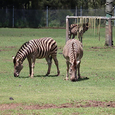 完整解析V2Ray伪装脚本：提升隐私保护与绕过审查的利器