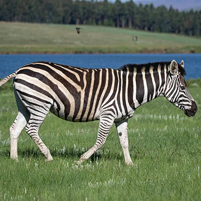 全面剖析Clash皮鞋：从选购到保养的终极指南