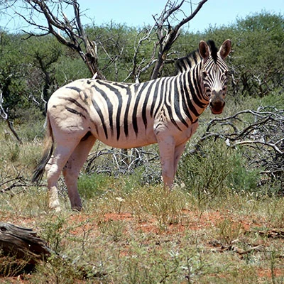 突破边界：iOS设备科学上网全攻略与应用深度评测